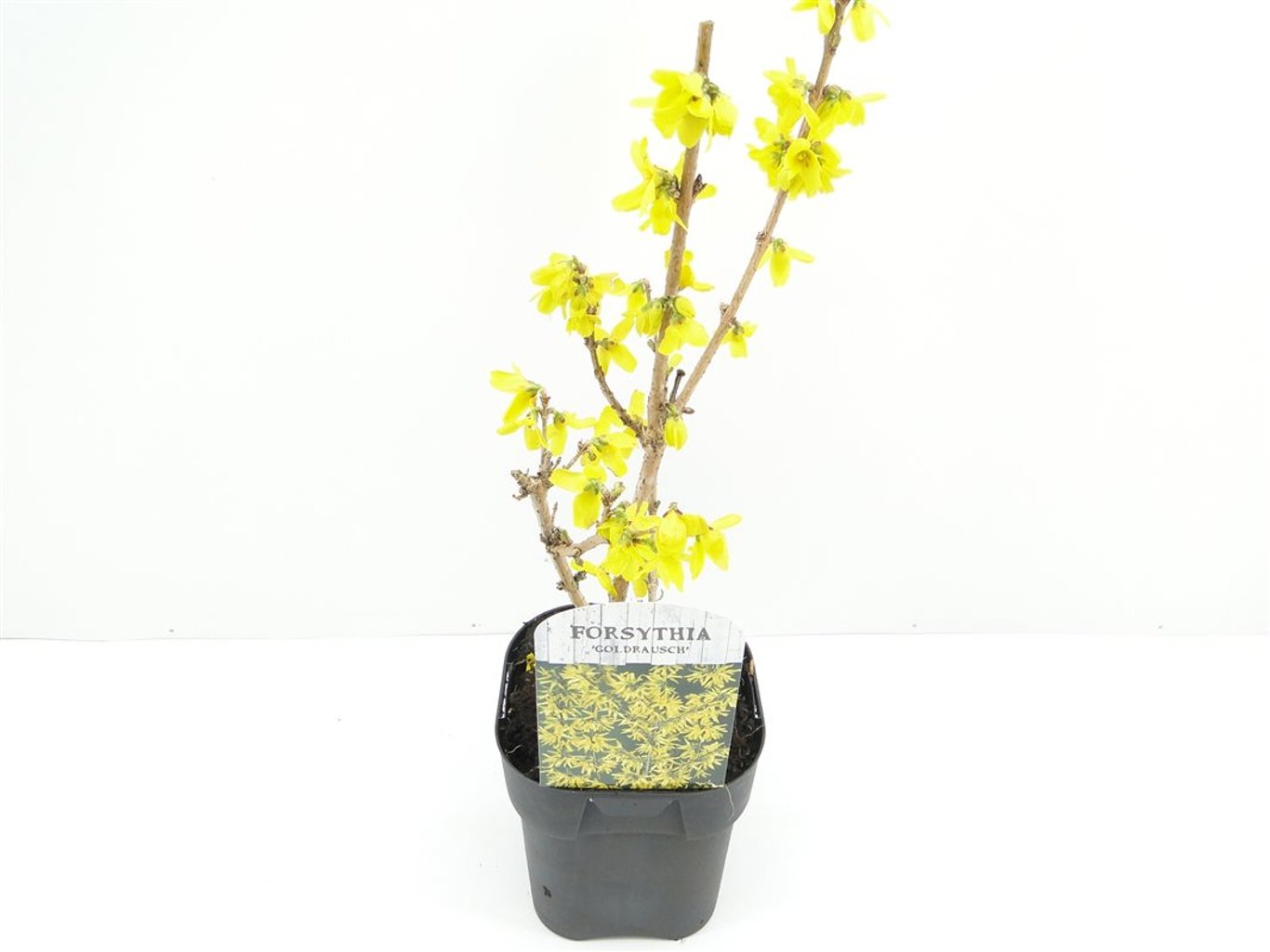 Forsythia 'Goldrausch' - C2 30-40 CM